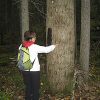 Alter Espenbestand entlang der Wanderung