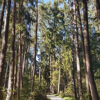 Wälder bei Kollnitzgreuth