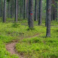 Lykynlampi und Lykynvaara Pfad