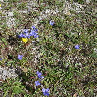Flora: Gewöhnlicher Fransenenzian (Gentianopsis ciliata)