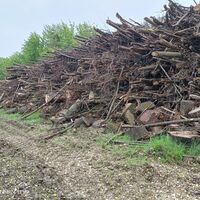 Forstwirtschaft in der Donau-Aue