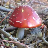 Roter Fliegenpilz im Wald bei Willingen
