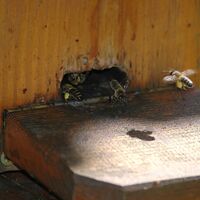 Bienenstock der Imkerei Rauch