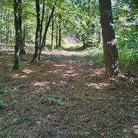 Baum mit Wegmarkierung