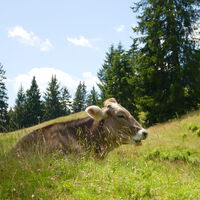 scheint zu schmecken