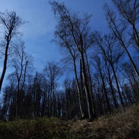 Hütteldorf - Lainzer Tiergarten - Liesing
