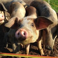 Bentheimer Schweine