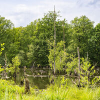 Burgis verwunschener Wald