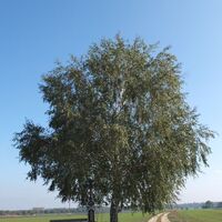 Baum und Bildstock