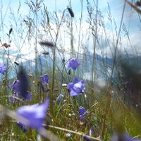 Im Gipfelbereich der Sausteige: Glockenblumen mit den vergletscherten Gipfeln der Hohen Tauern im Hintergrund.