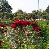 Park Canitz