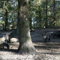 Wildschweine