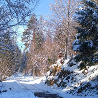 Todtmoos Wanderung Auf den Spuren der Schlittenhunde 4