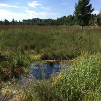 Moor nördlich vom Chiemsee