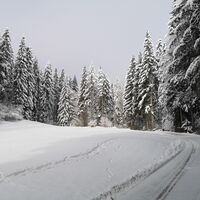 Scheffau_Winter-Rehbachrunde_Weg Richtung Parkplatz Gaisberg