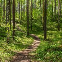 Waldweg