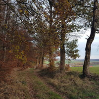 Wandern am Waldrand