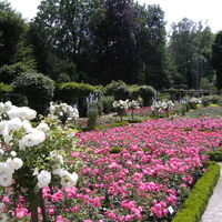 Rosengarten Rheda vor der Neugestaltung