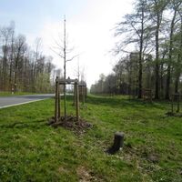 Fürstenallee - Neubepflanzung der historischen Straßenverbindung