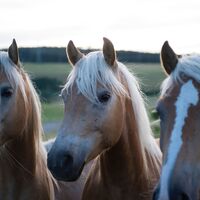 Haflinger Gestüt
