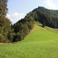 Wanderweg am Waldrand