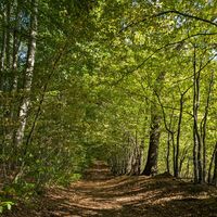 Herbst im Einbecker Wald auf den VitalWegen 5 und 22