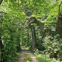 Wald mit Waldbienen