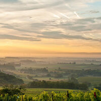 Weinberge im Nebel
