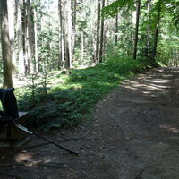 Hohlweg im Wald hoch