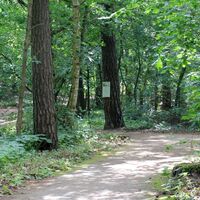 Waldweg am Rollstuhlwanderweg