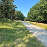 Waldweg im Depot