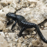 Bergsalamander auf dem Weg