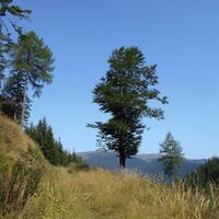 Ingering II - Gaaler Höhe - Fohnsdorferhütte - Dietersdorf - Judenburg
