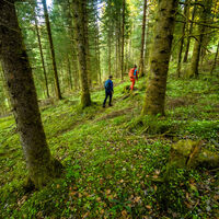 Durch Wald in Richtung Gompelscheuer