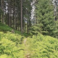 Abstiegsvariante über den Wanderweg # 61