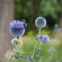 Blumen im Botanischen Garten Hamborn
