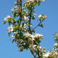 Apfelblüten