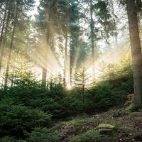 Loffenau Wald