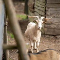 Wild- und Wanderpark Weiskirchen