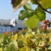 Weinreben vor Schloss Berg