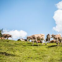 Hochalphütte am Breitenberg