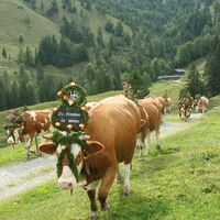 Almabtrieb von der Königsalm