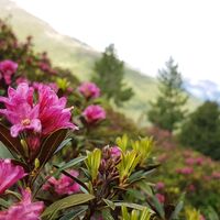 Alpenrosen