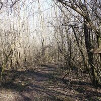 Waldgipfel am Kreuzberg