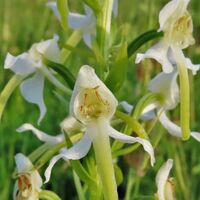 Waldhyazinthe Hegekueppel Quincunx Orchideen