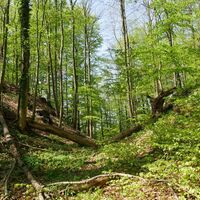 Buchenwald am Wanderweg "Zu Besuch im Paradies"