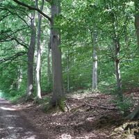 Blauer Hödeken