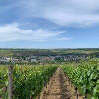 Weinberge in Bachem