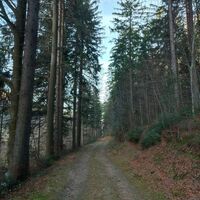 Bald wieder auf gutem Forstweg