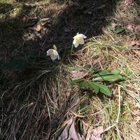 Frühlingsboten